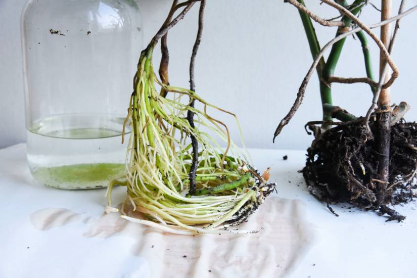 How to Propagate Monstera Deliciosa From Cuttings