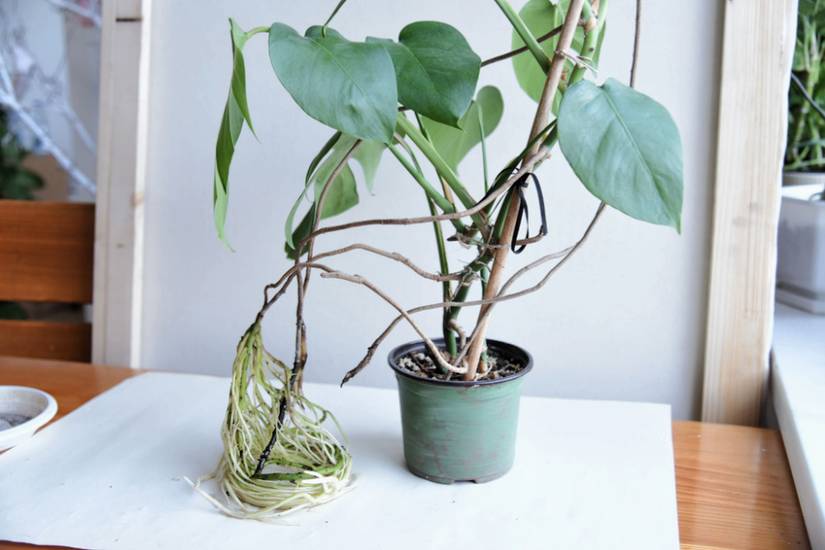 How to Propagate Monstera Deliciosa From Cuttings