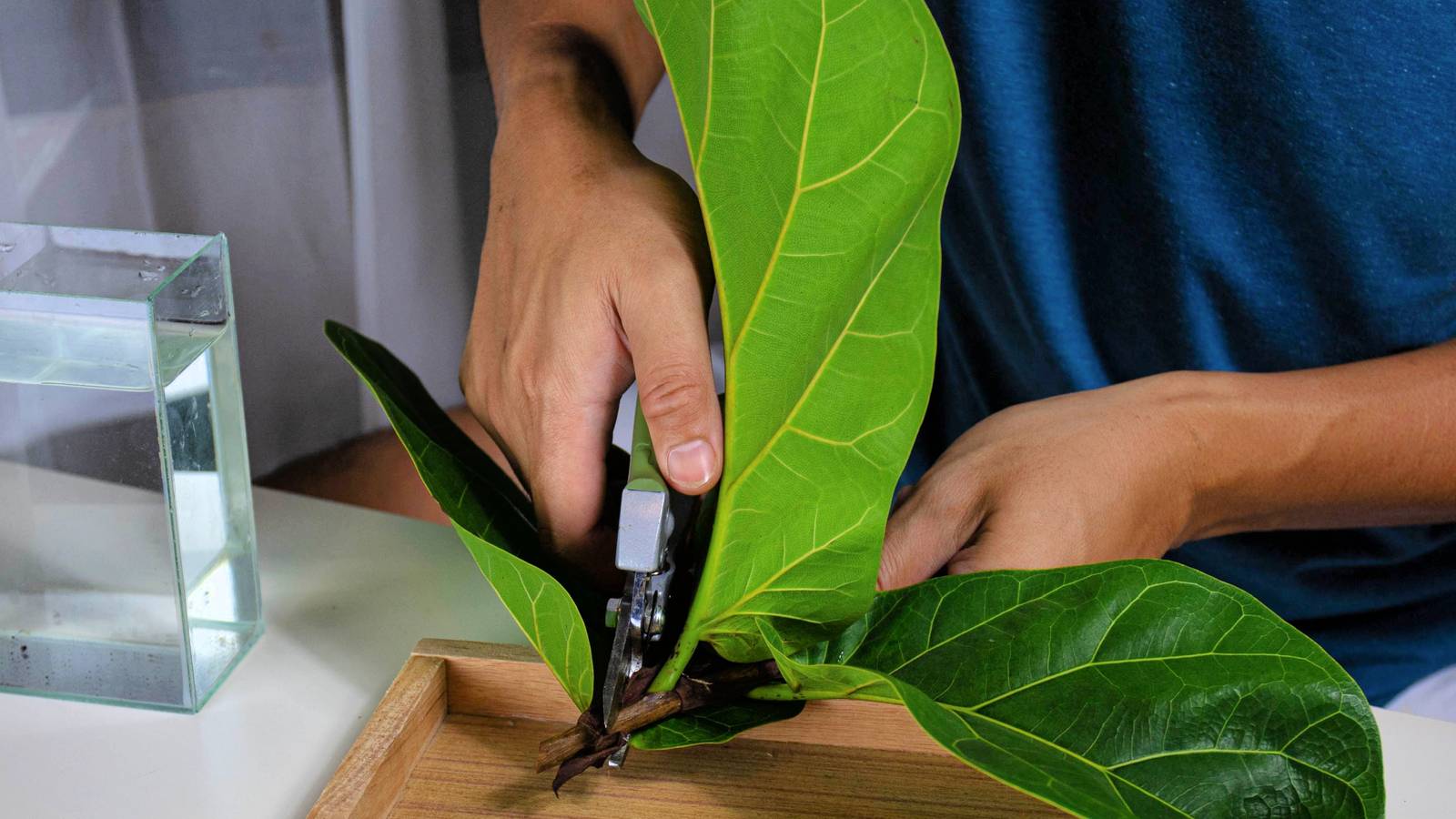 3 Ways to Propagate Your Fiddle-leaf Fig