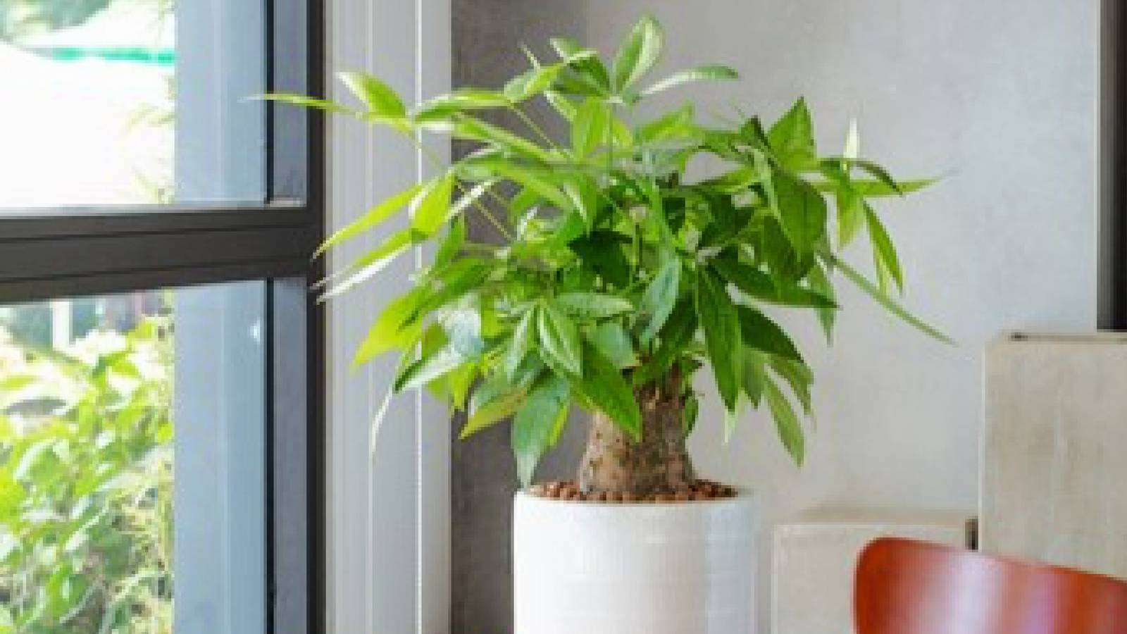 How to Care for Your Money Tree