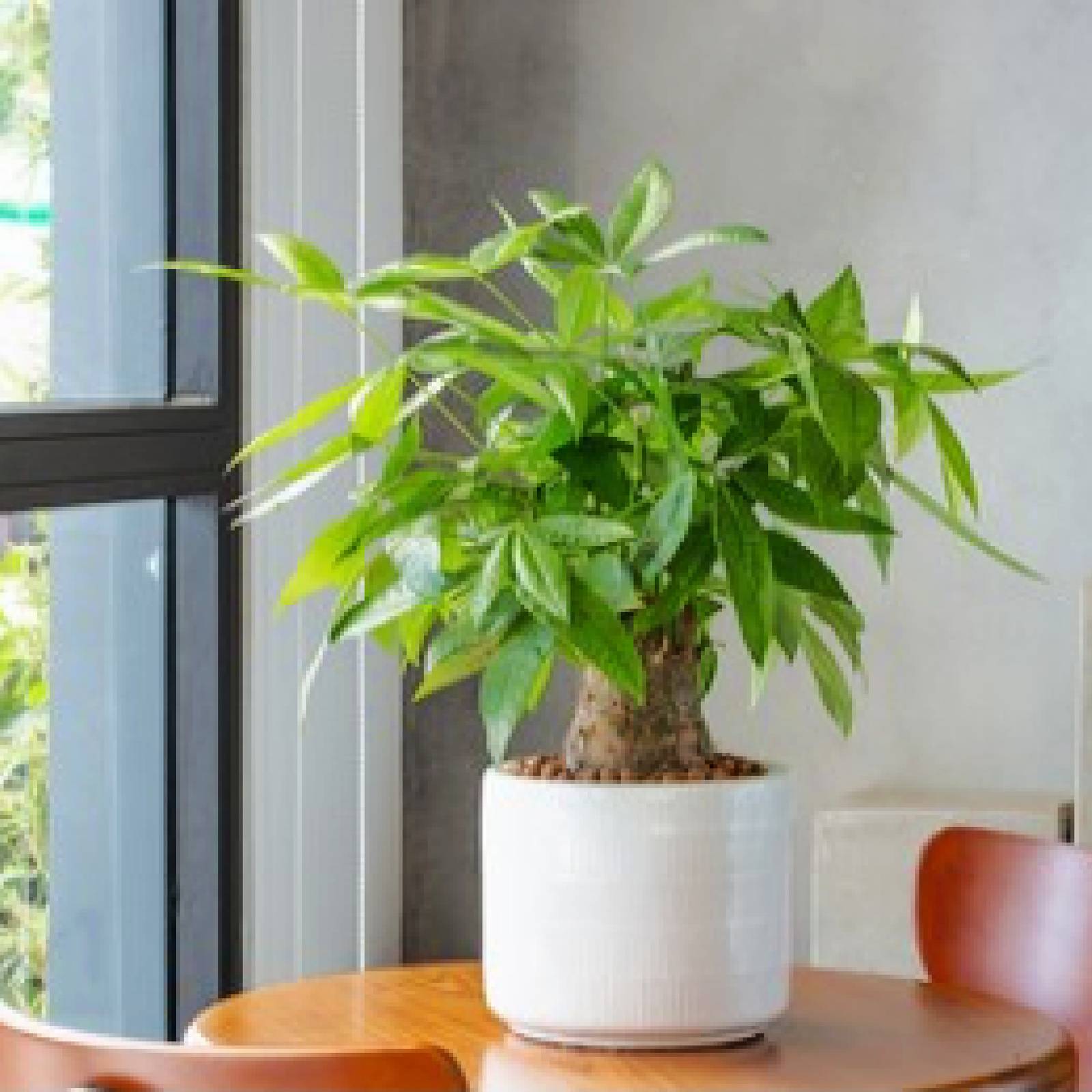 How to Care for Your Money Tree