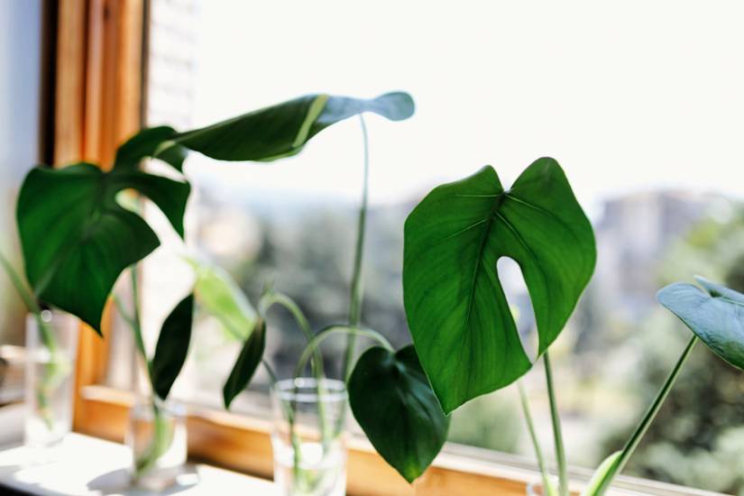 How to Propagate Monstera Deliciosa From Cuttings