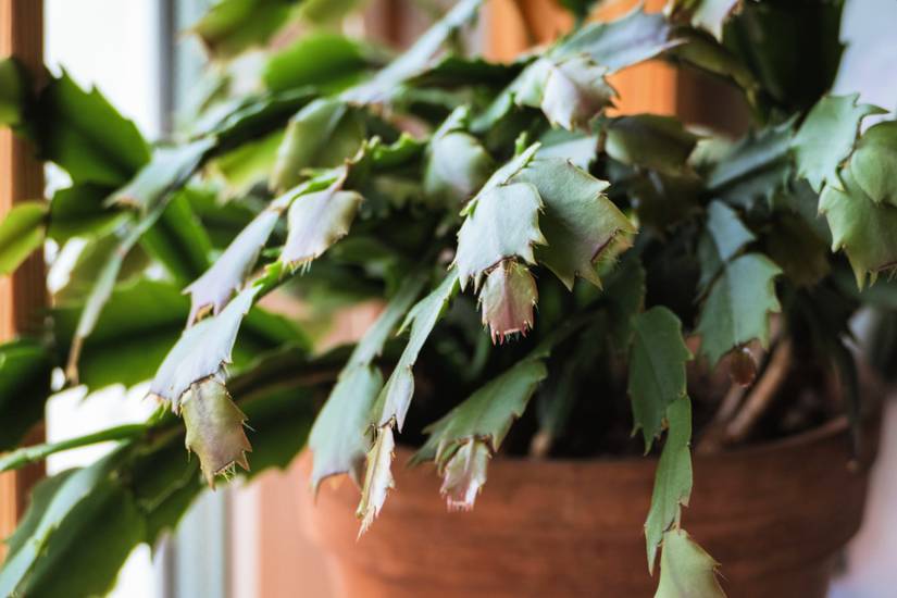 Thanksgiving Cactus: How to Grow and Care