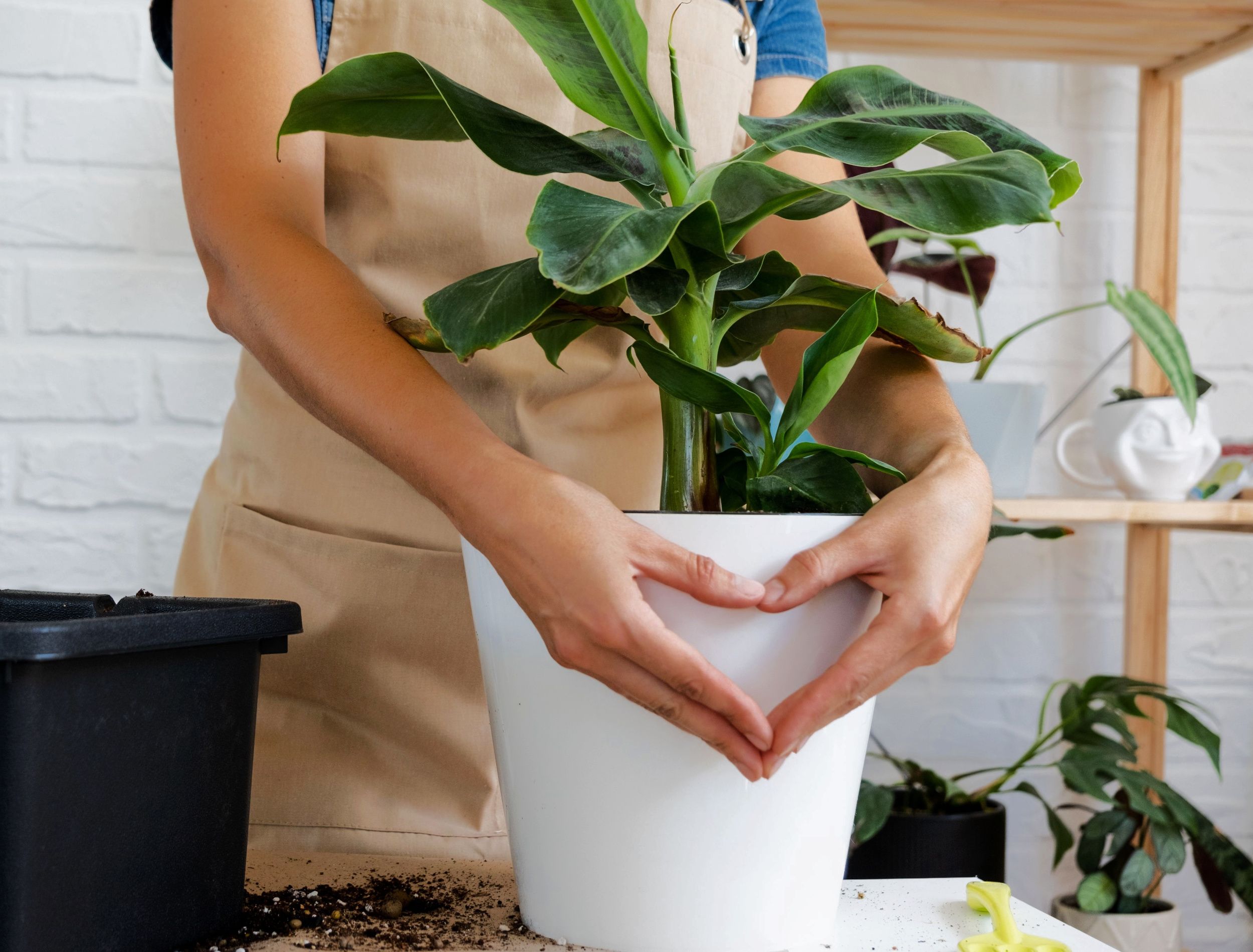 How to Grow and Care For Banana Leaf Plants