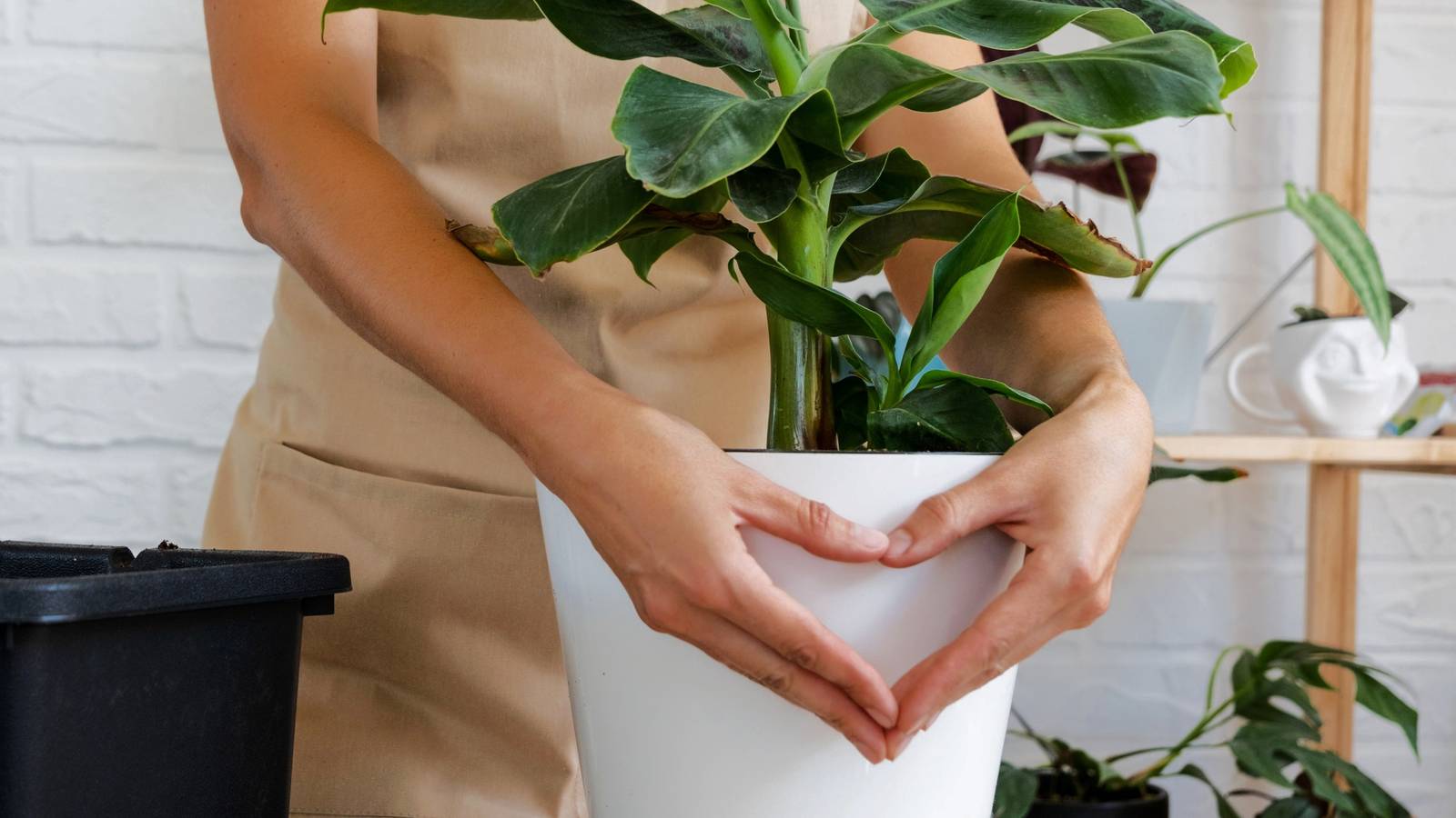 How to Grow and Care For Banana Leaf Plants