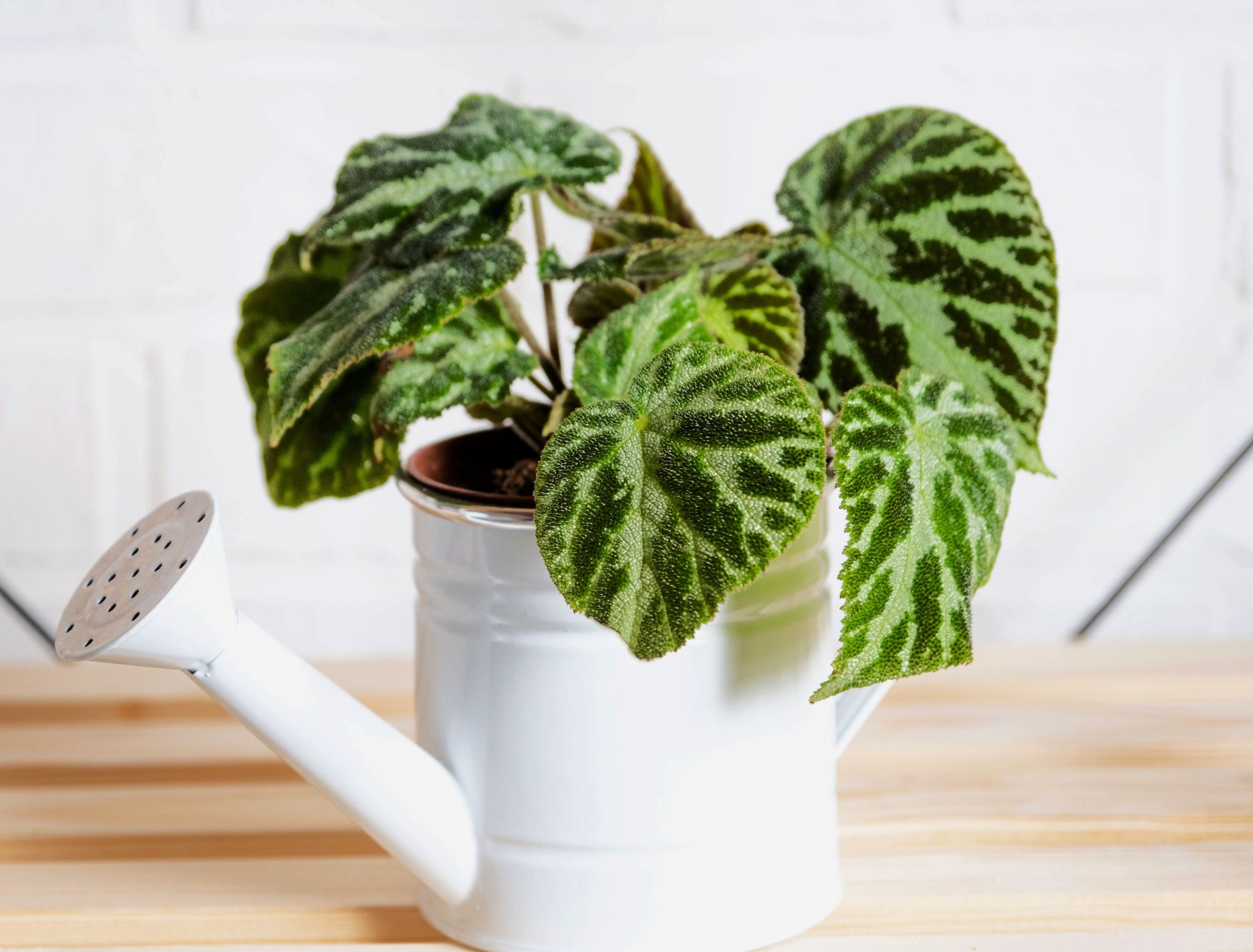 How to Care for Begonias as Houseplants