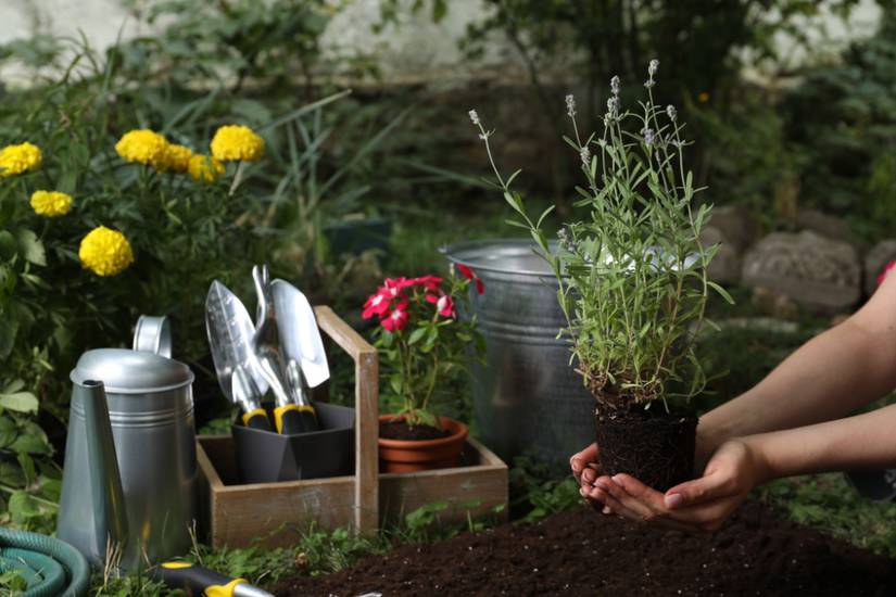 How To Revive Your Dying Lavender Plant