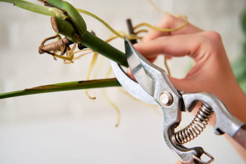 How to Propagate Monstera Deliciosa From Cuttings