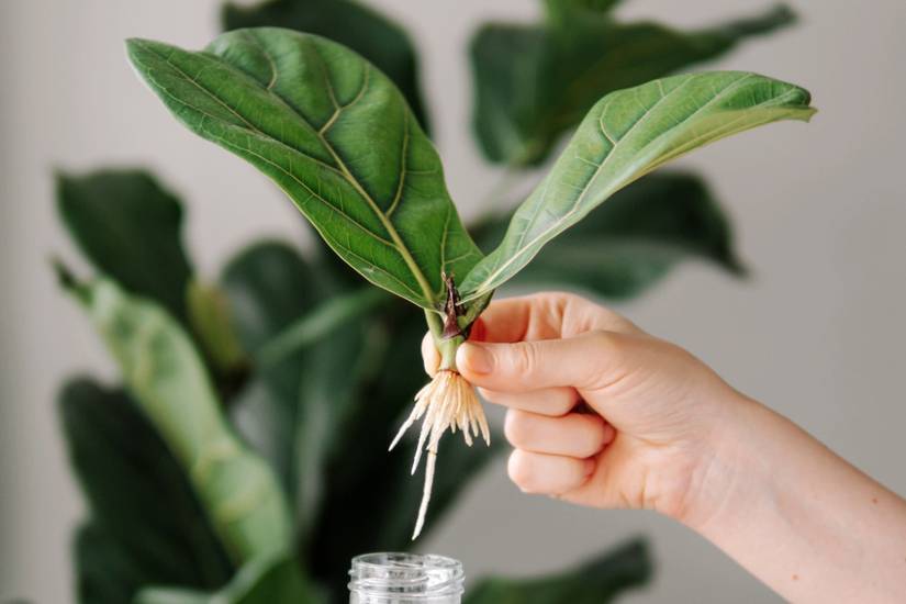 3 Ways to Propagate Your Fiddle-leaf Fig