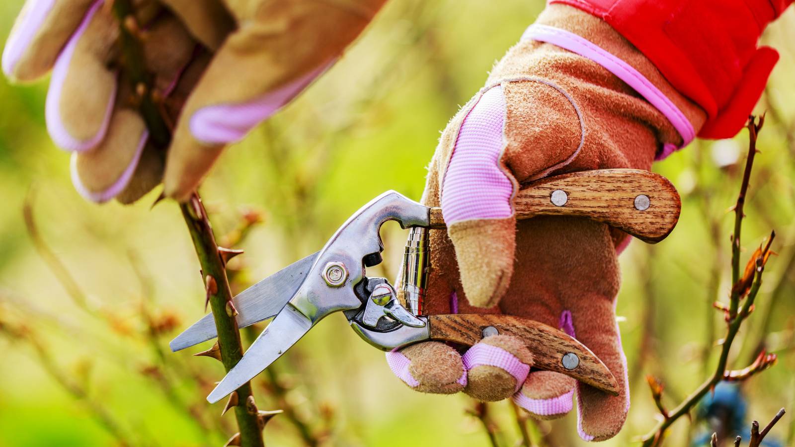 How To Prune Roses in Winter