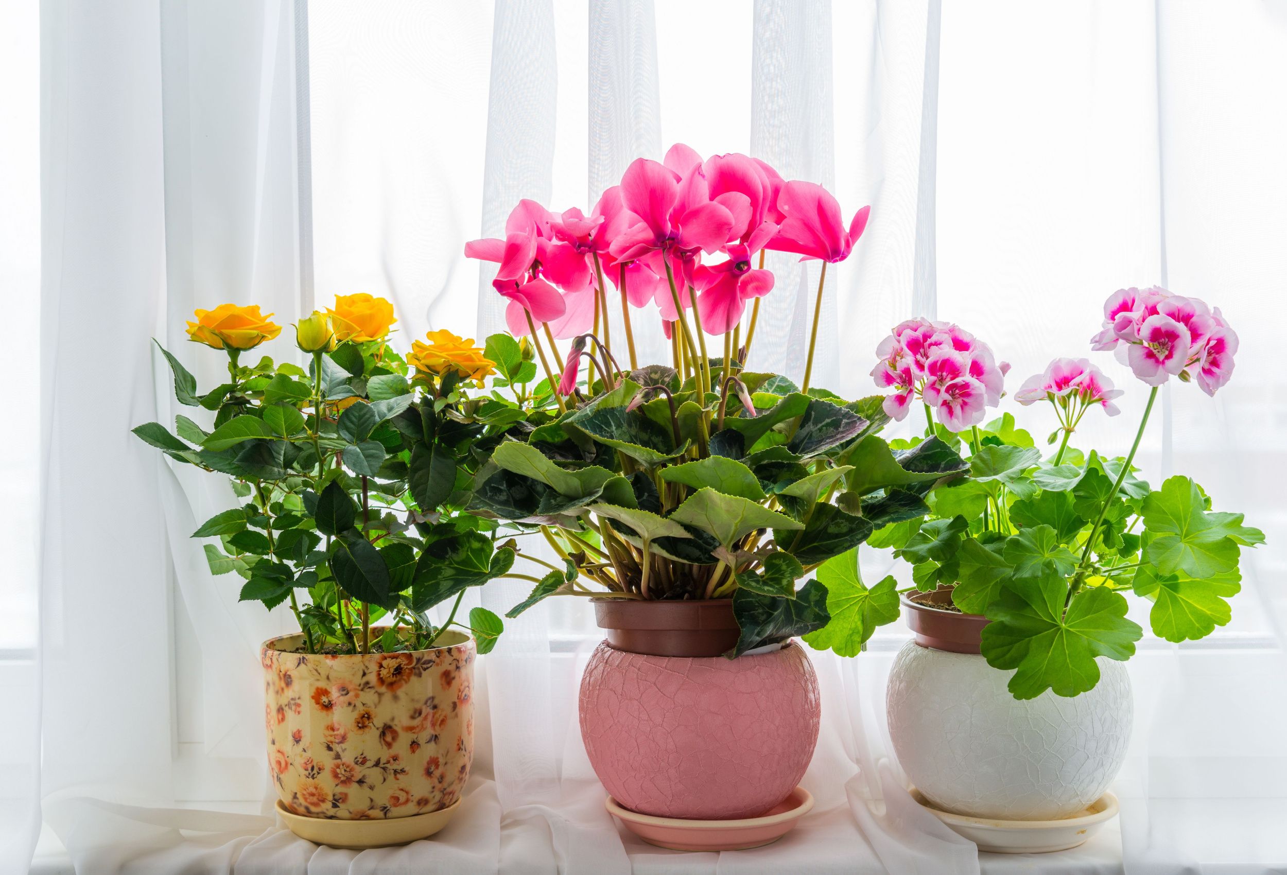 8 Pretty Indoor Flowering Plants You Must Have