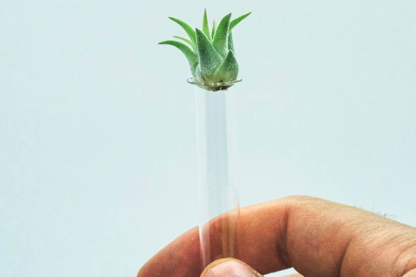 8 Benefits of Air Plants in Your Home