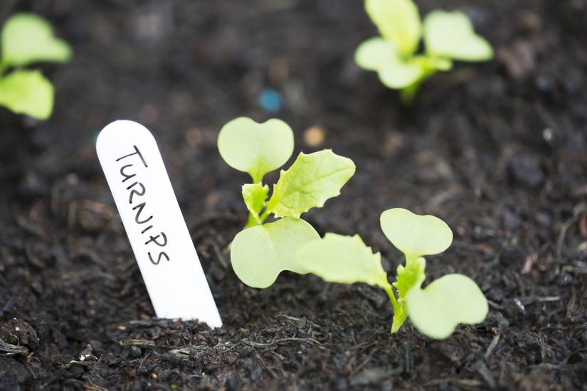 Should You Rotate Crops in Your Vegetable Garden
