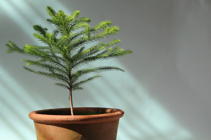 How to Grow and Care for Norfolk Island Pine