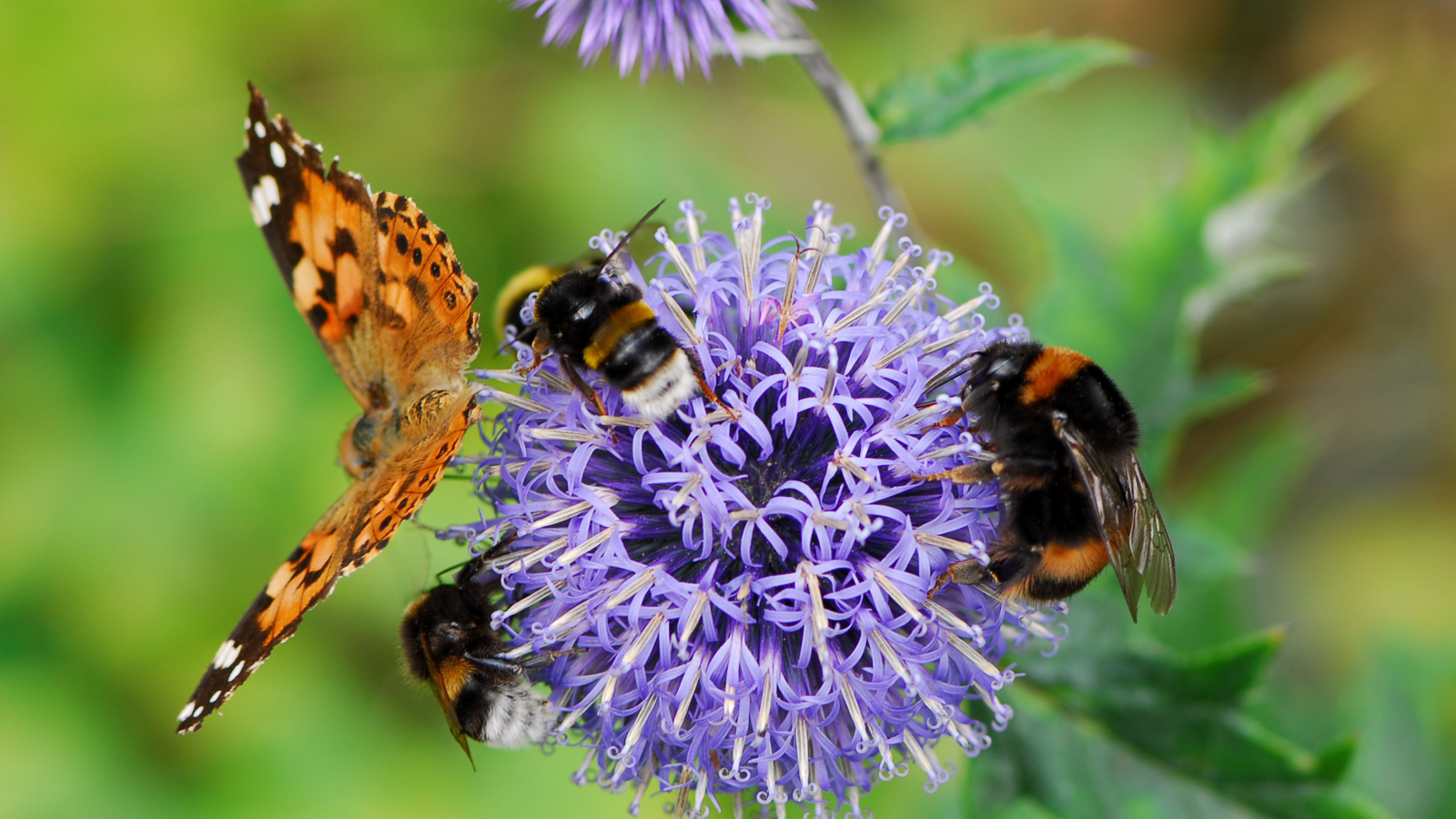 11 Ways To Attract More Pollinators To Your Yard