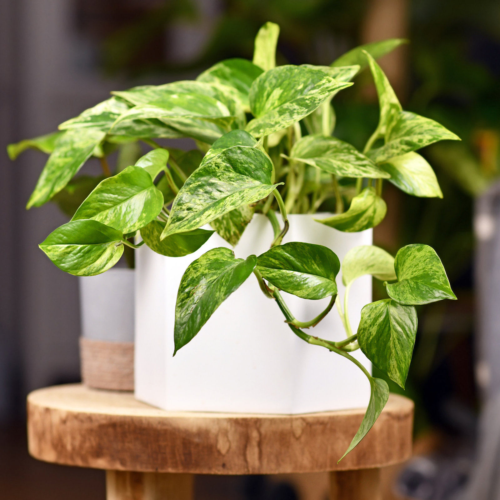 Untitled-design-17.png?w=1600&