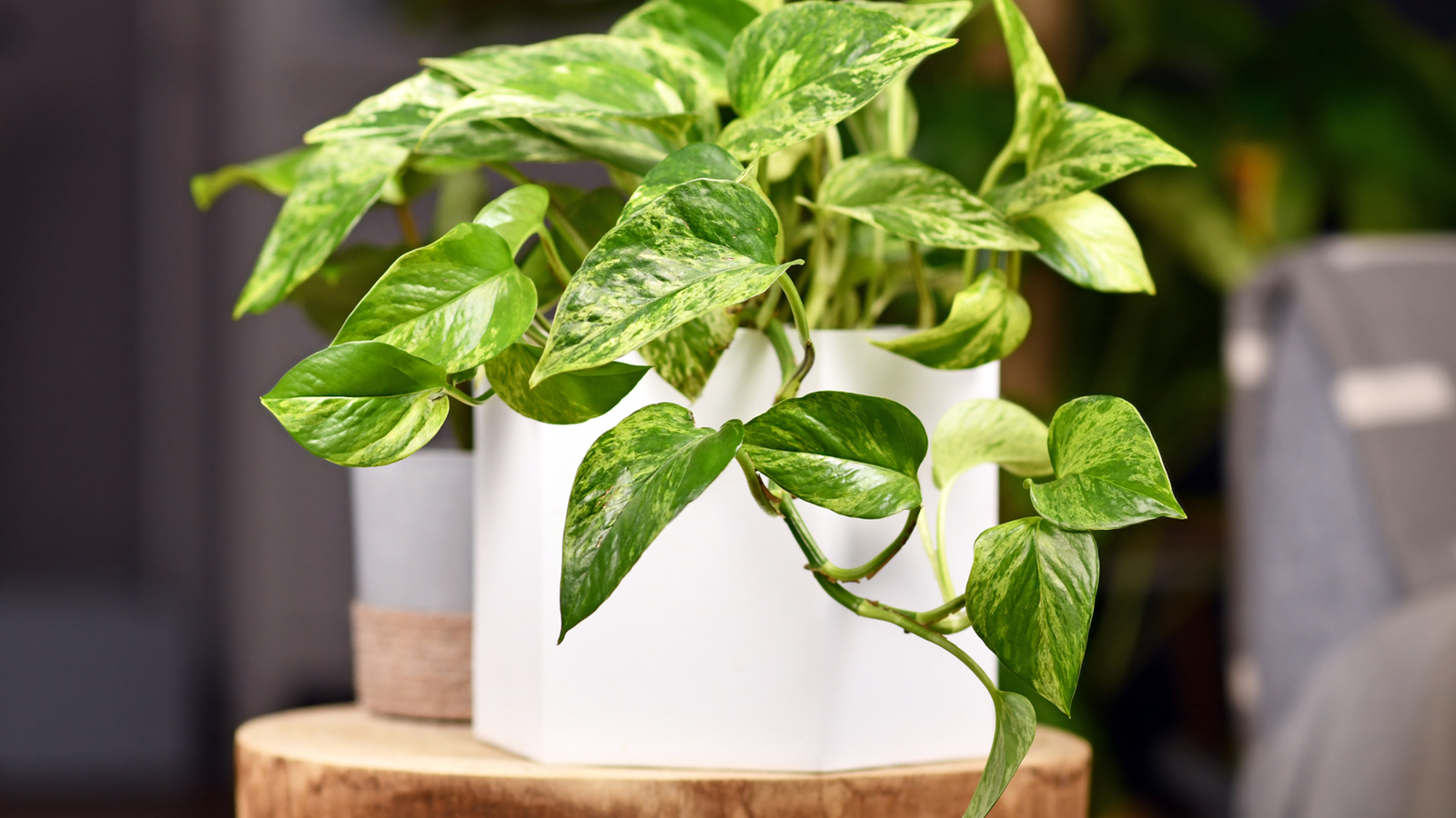 5 Amazing Tropical Plants That Thrive Indoors
