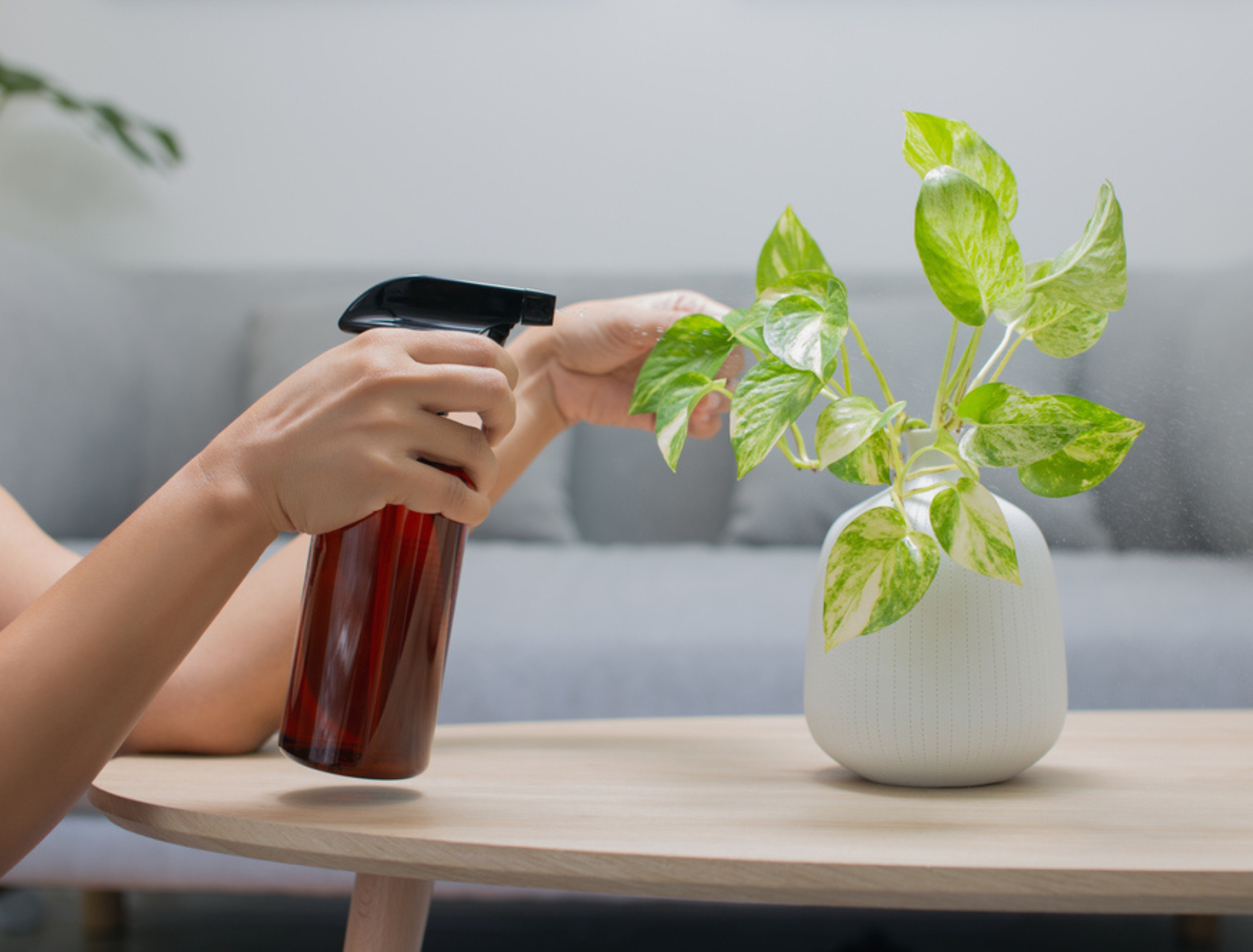 8 Homemade Bug Sprays for Your Plants