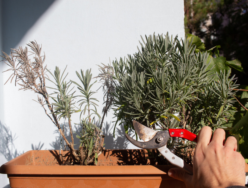 Should You Cut Back Lavender in Spring?