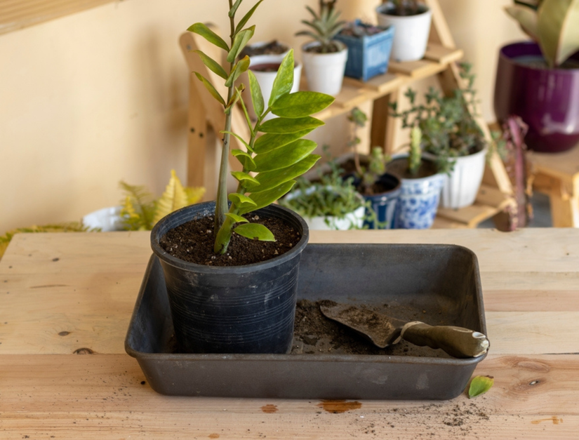 How to Care for Your ZZ Plant