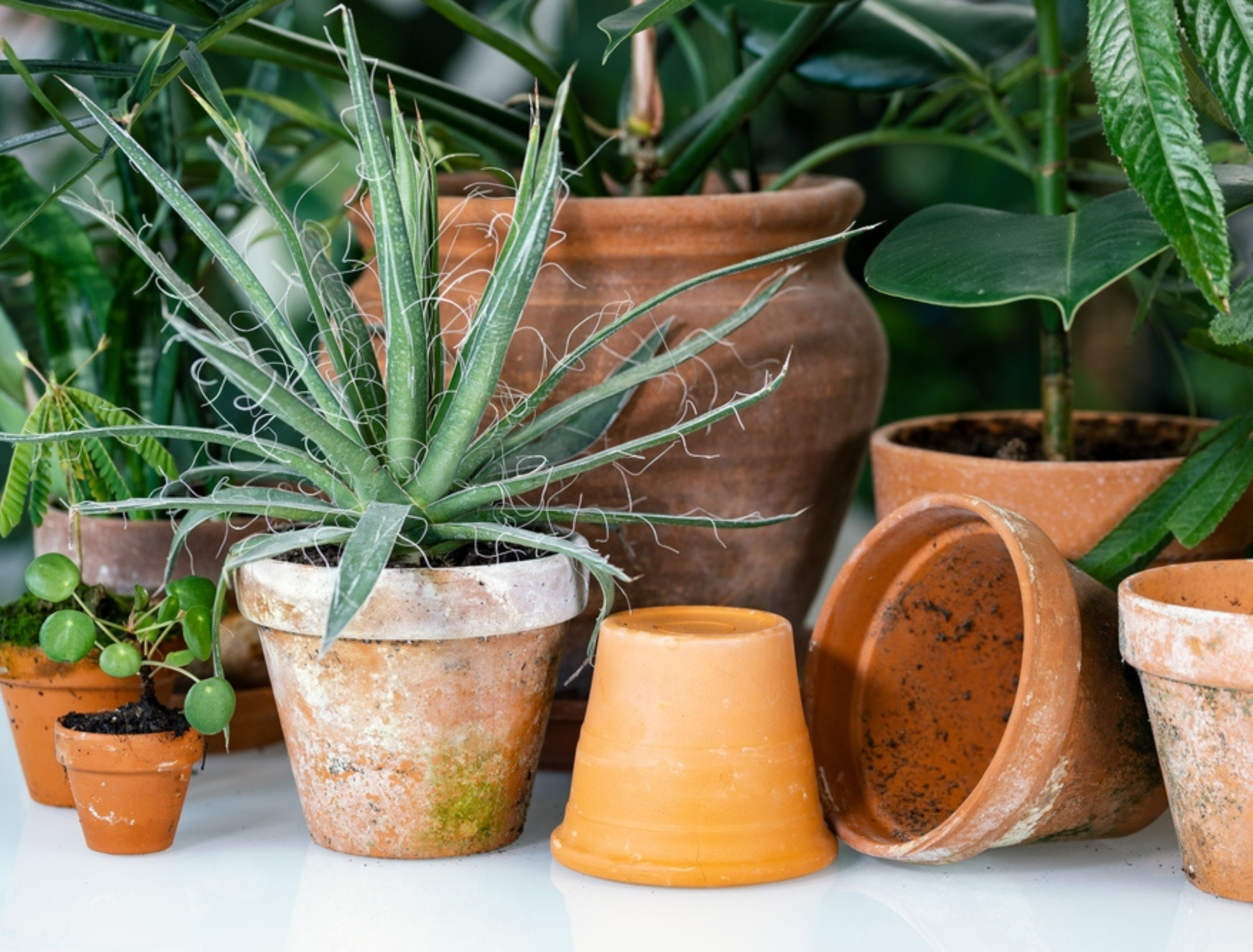 5 Best Plants For Terracotta Pots