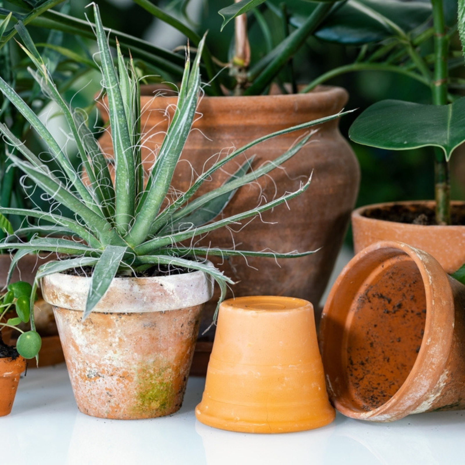 plant with white pot 9.8 inch White Ceramic Pot with Wooden Stand main image 0