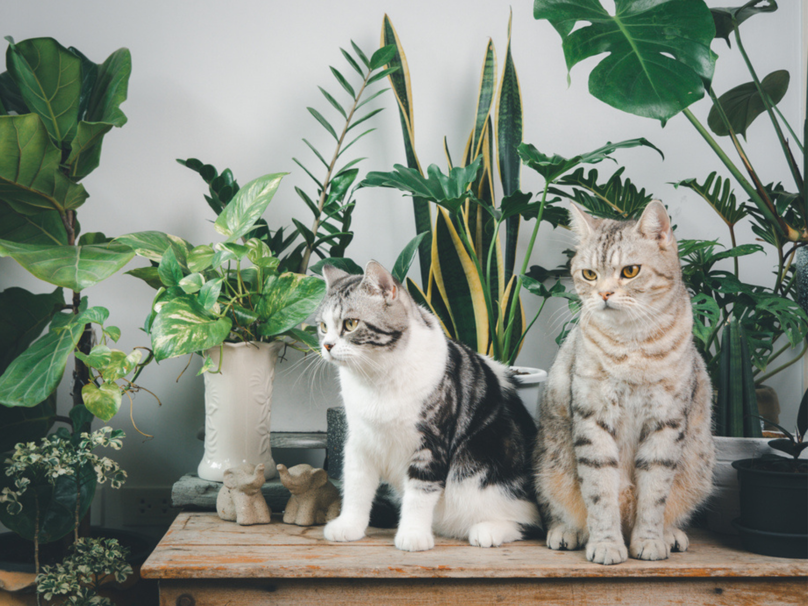 Are Snake Plants Toxic To Cats?
