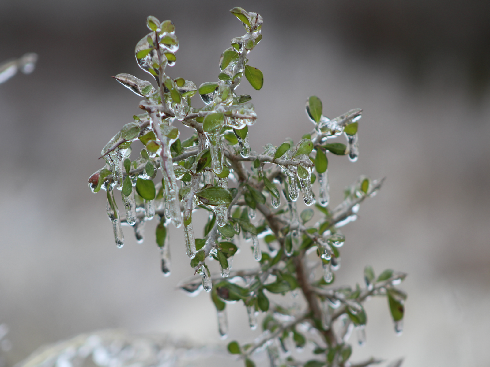 6 Winter-Hardy Plants That Will Survive in Snow
