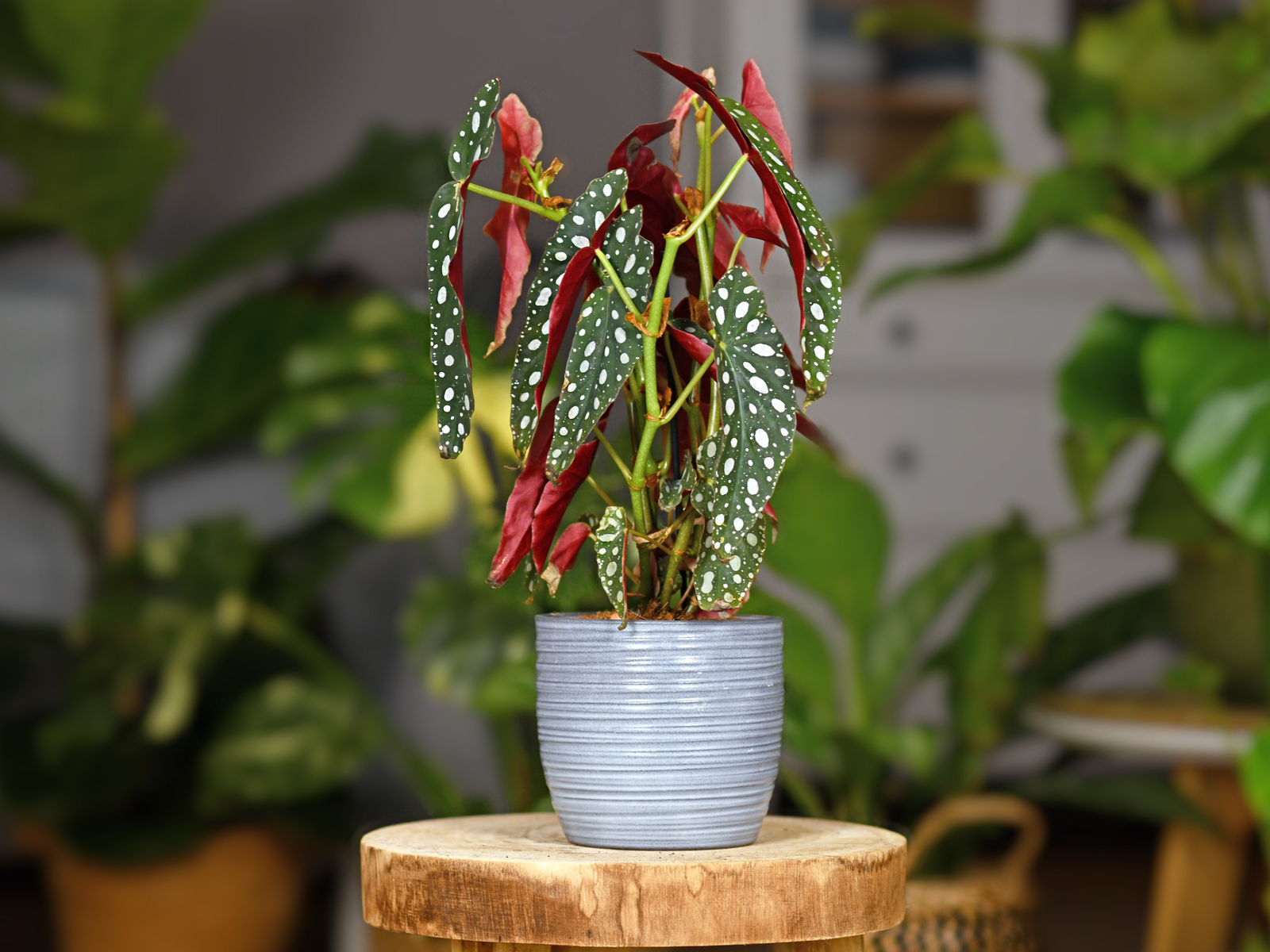 Untitled-design-7.png?w=1600&h