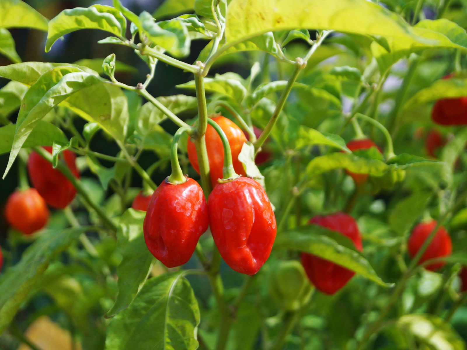 How To Overwinter Your Pepper Plants