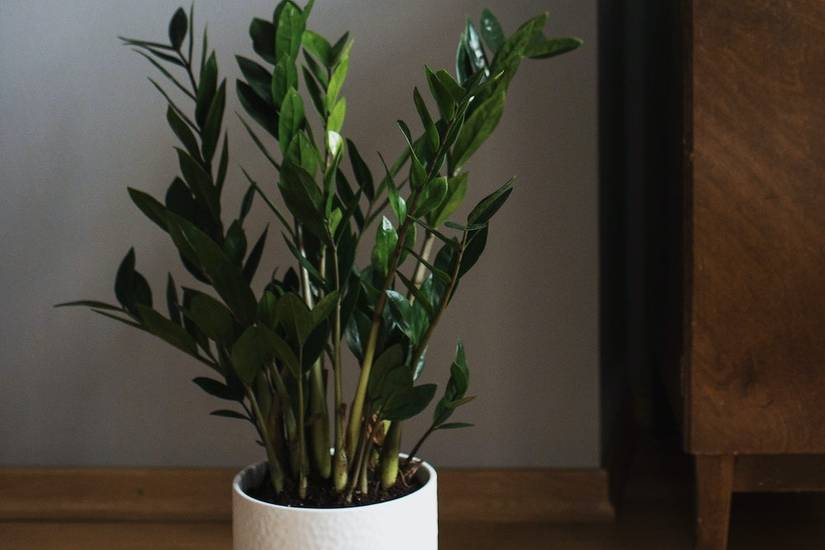 How Often To Water Your ZZ Plant