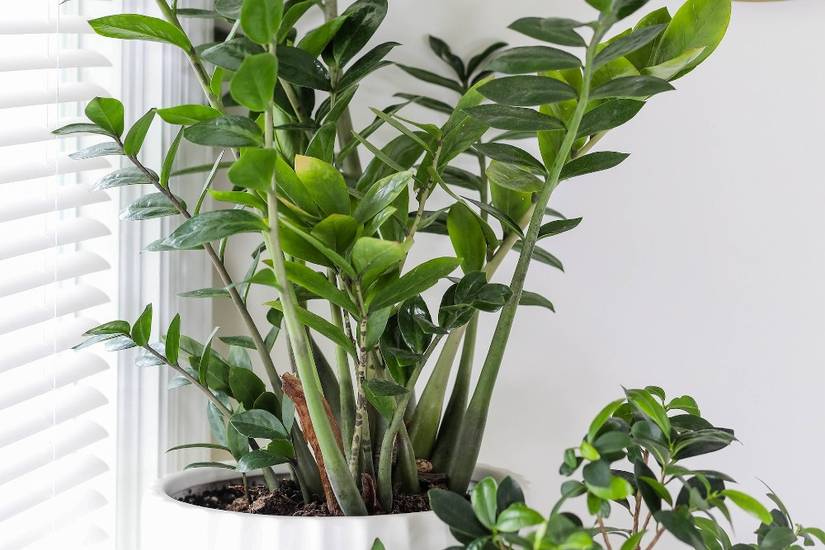 5 Benefits of Having a ZZ Plant in Your Home