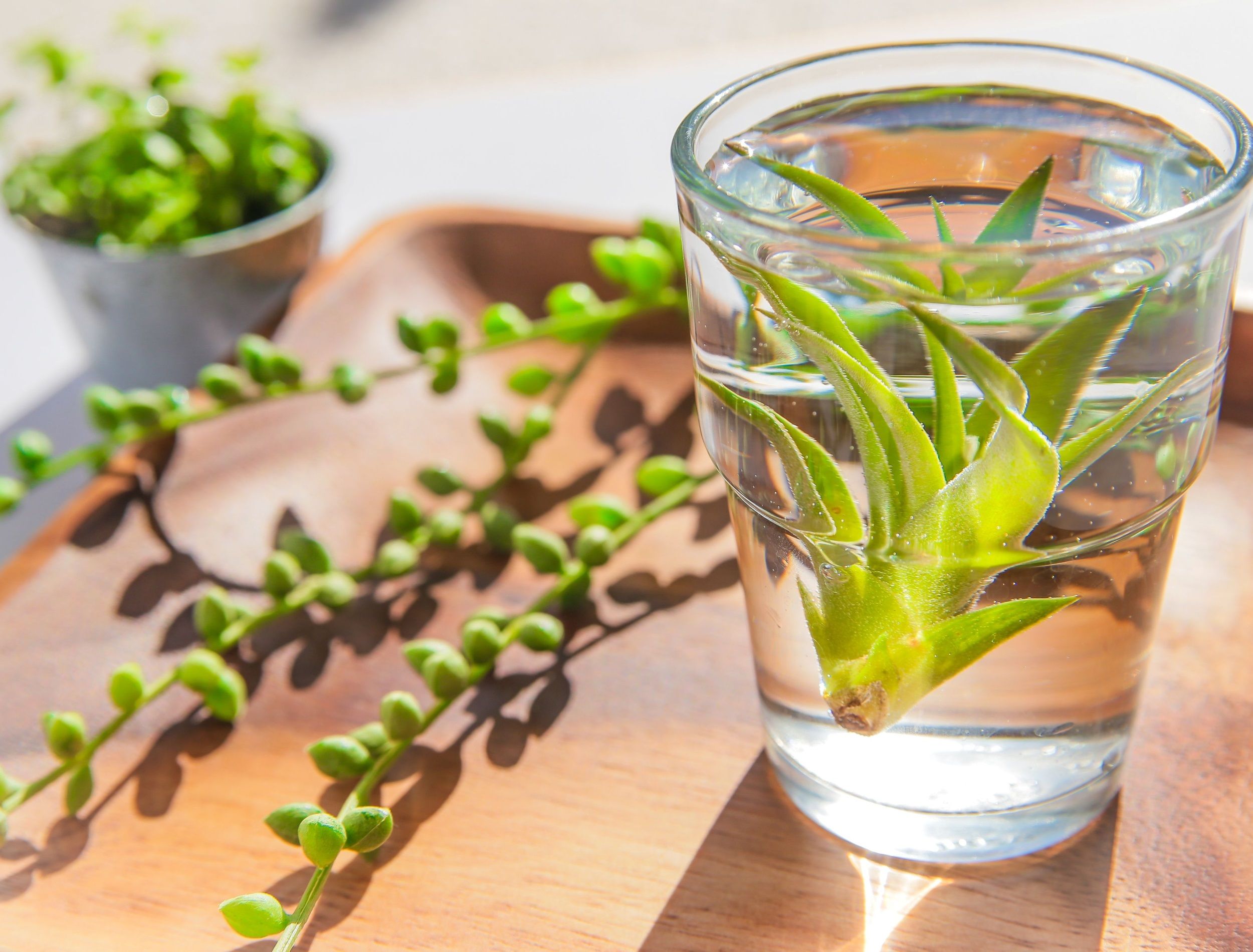 How Often to Water Your Air Plants