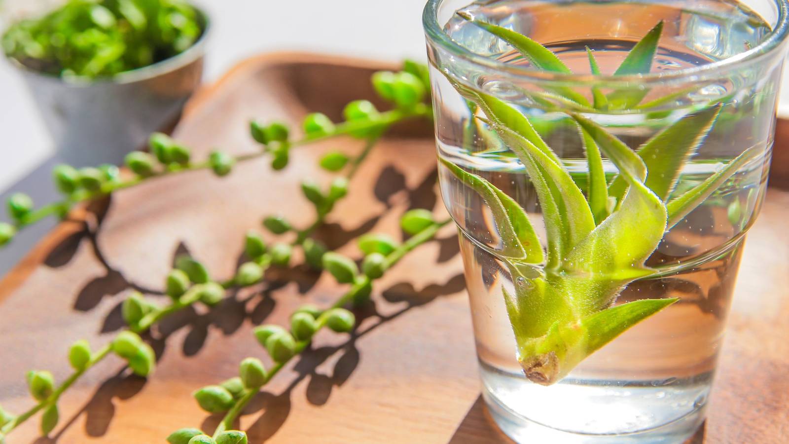 How Often to Water Your Air Plants