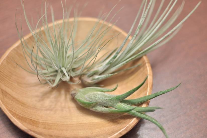 How To Properly Water Your Air Plants