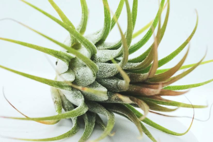 buy monstera deliciosa brisbane Monstera Deliciosa Fruit Tree – Buy Now! – Ladybird Nursery main image 1