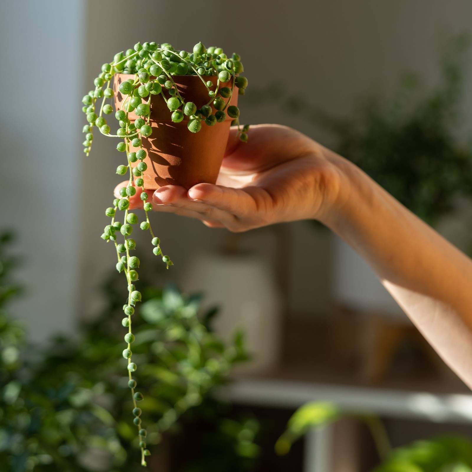 everbearing strawberry seeds Everbearing White Strawberry Seeds - 250+ Seeds