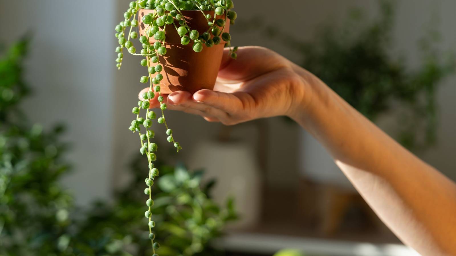 ceramic indoor plant pots Fern Planters| Handmade Ceramic Indoor Planters  PLANTATOREM