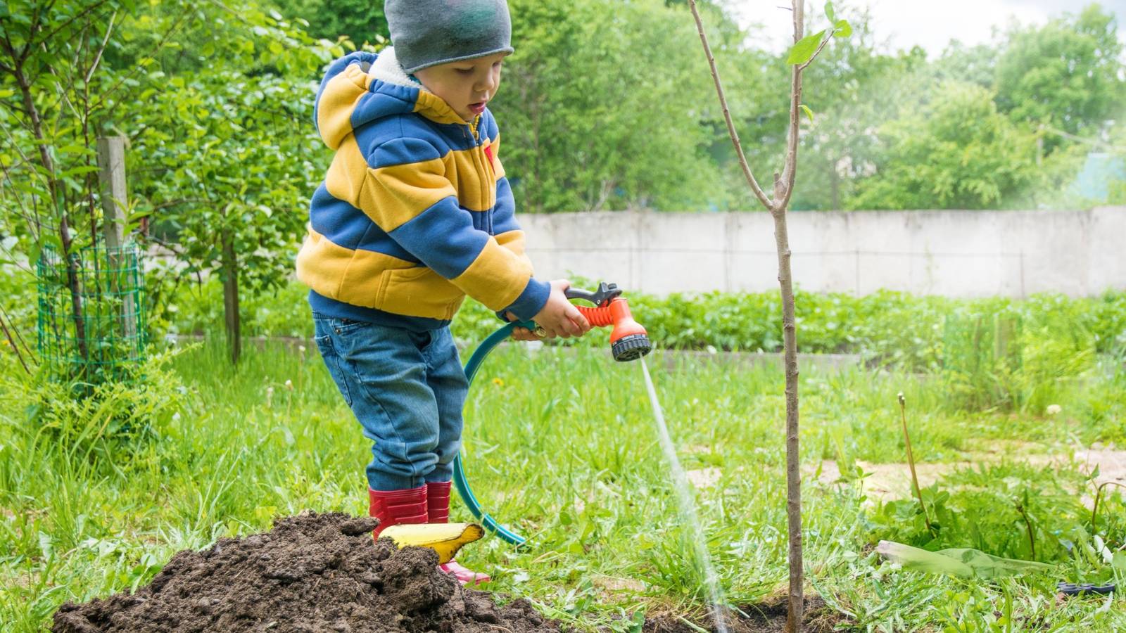Do Trees Need Water in Winter?