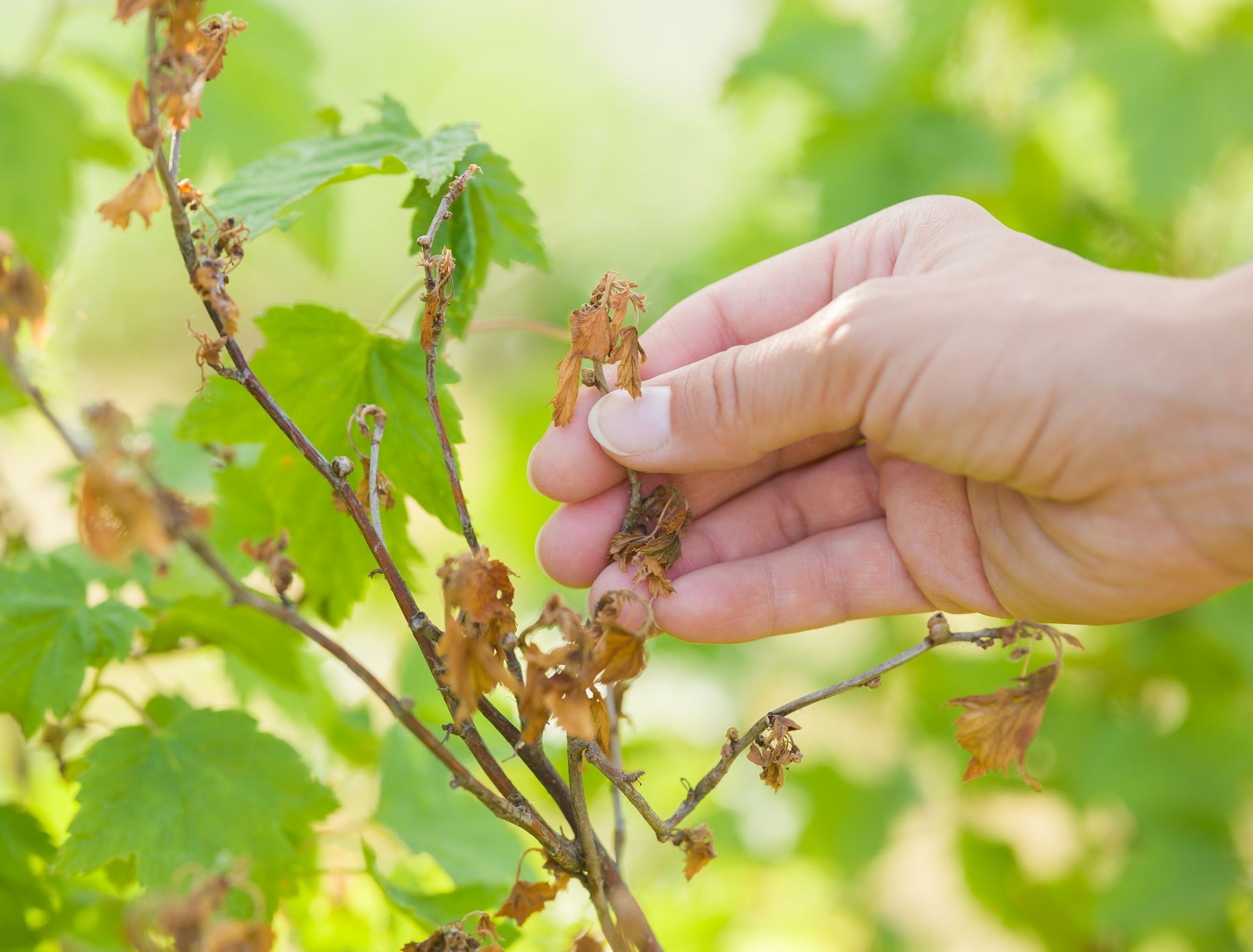 10 Signs Your Plants Are Too Cold