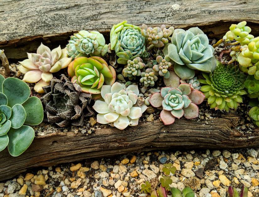 10 Creative Ways To Display Succulents