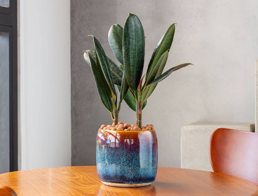 indoor plant containers Modern Elevated Planter and Plant Stand Set