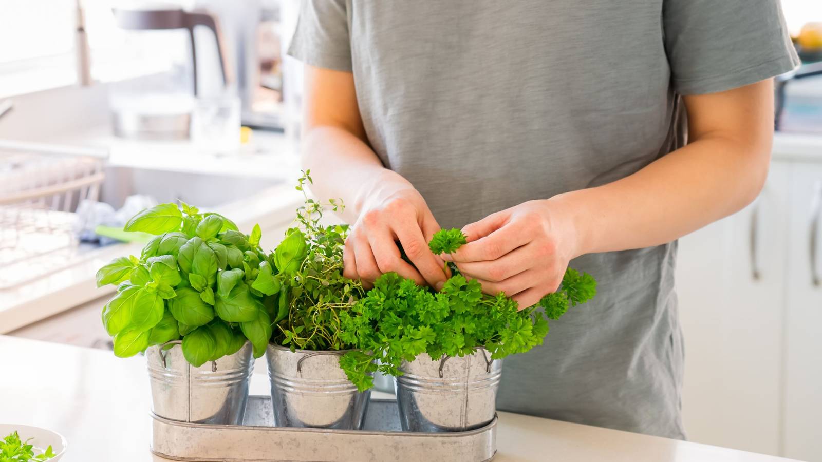 10 Easy Herbs To Grow Indoors