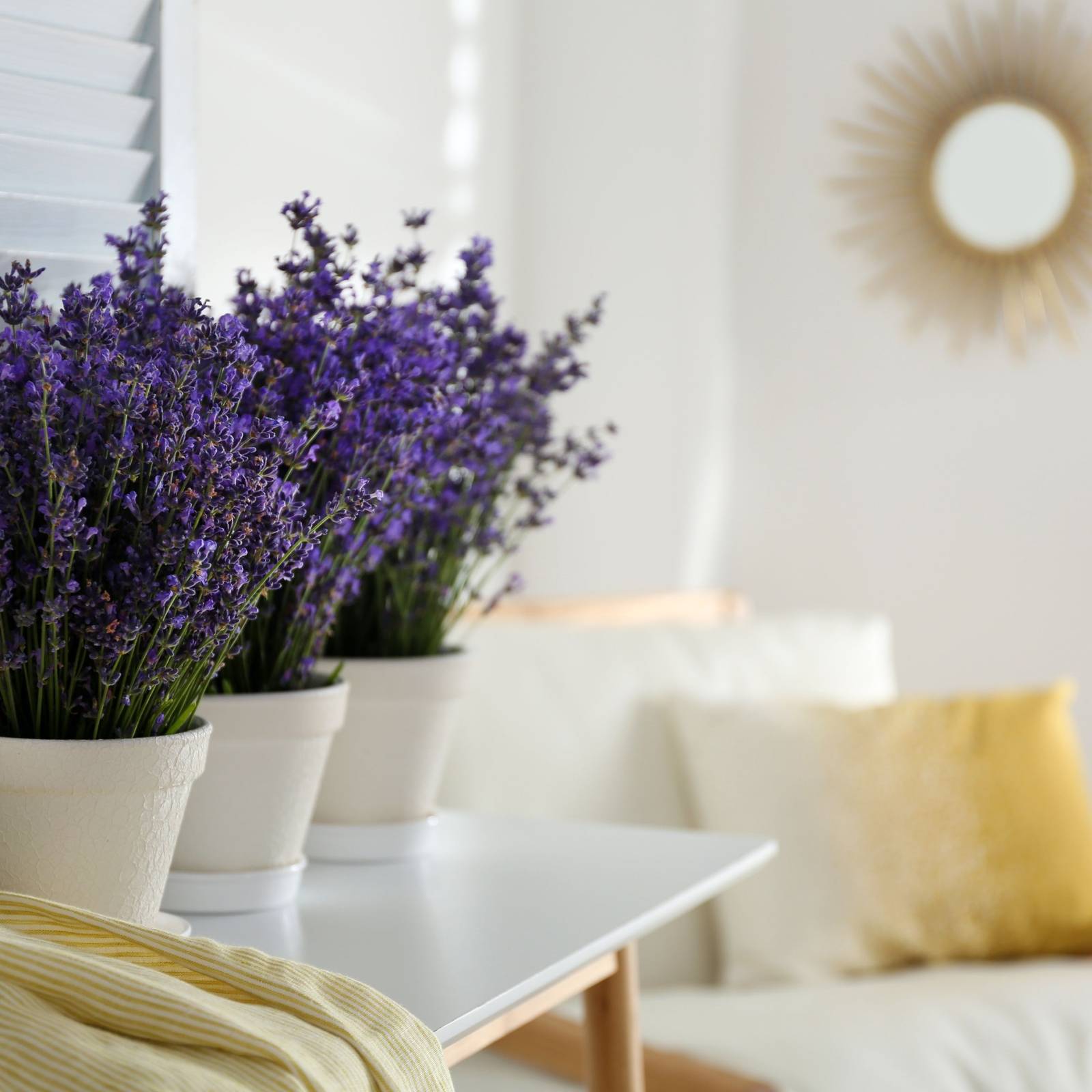 6 Reasons You Should Grow Lavender Indoors