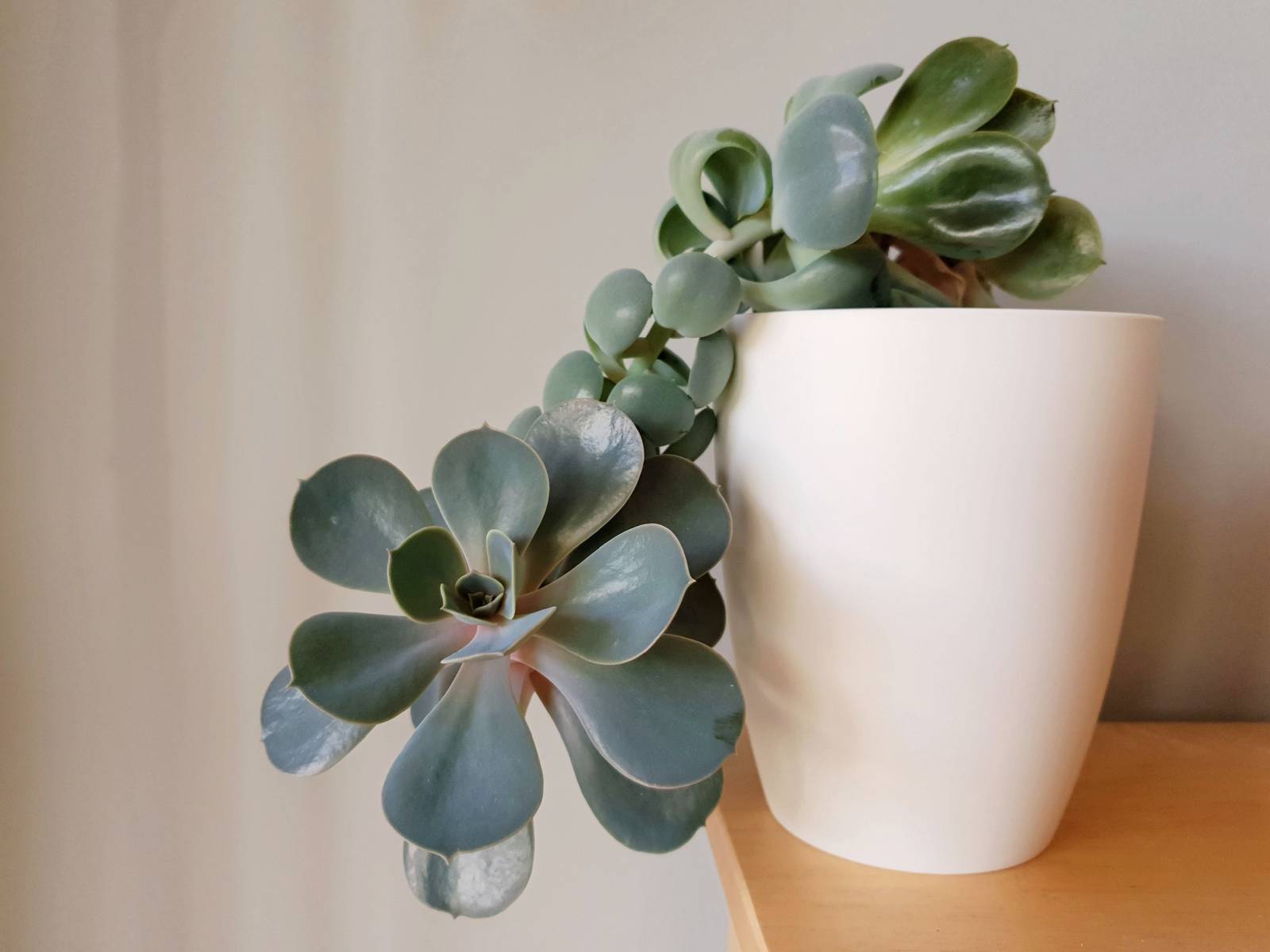 ivy potted plant Glacier English Ivy
