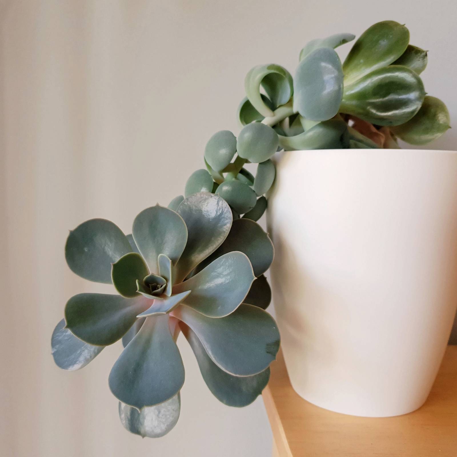 Why Your Succulents Are Leggy or Stretched