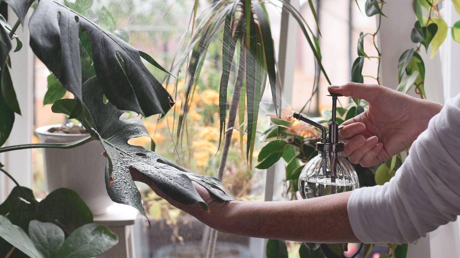 Woman spraying houseplants with glass spray bottle