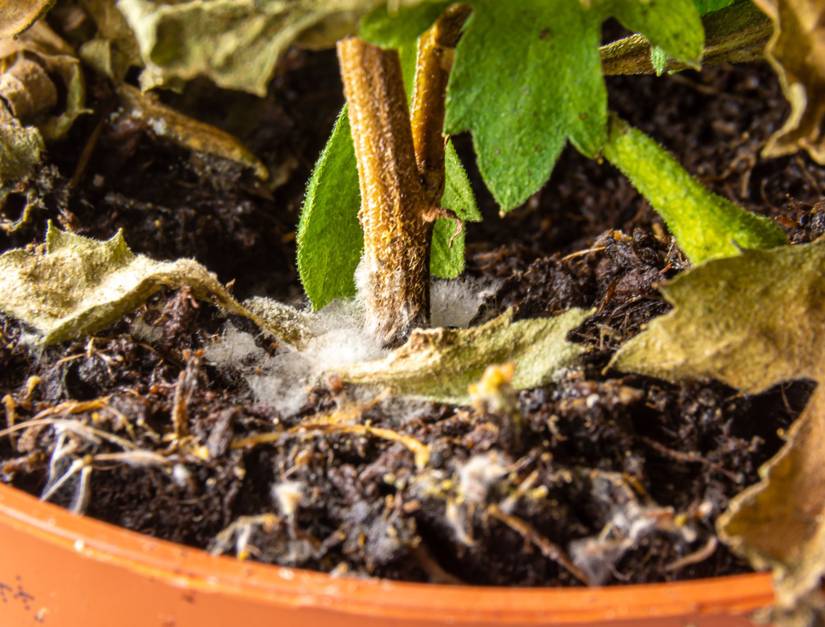 How to Use Cinnamon to Treat Mold on Plants