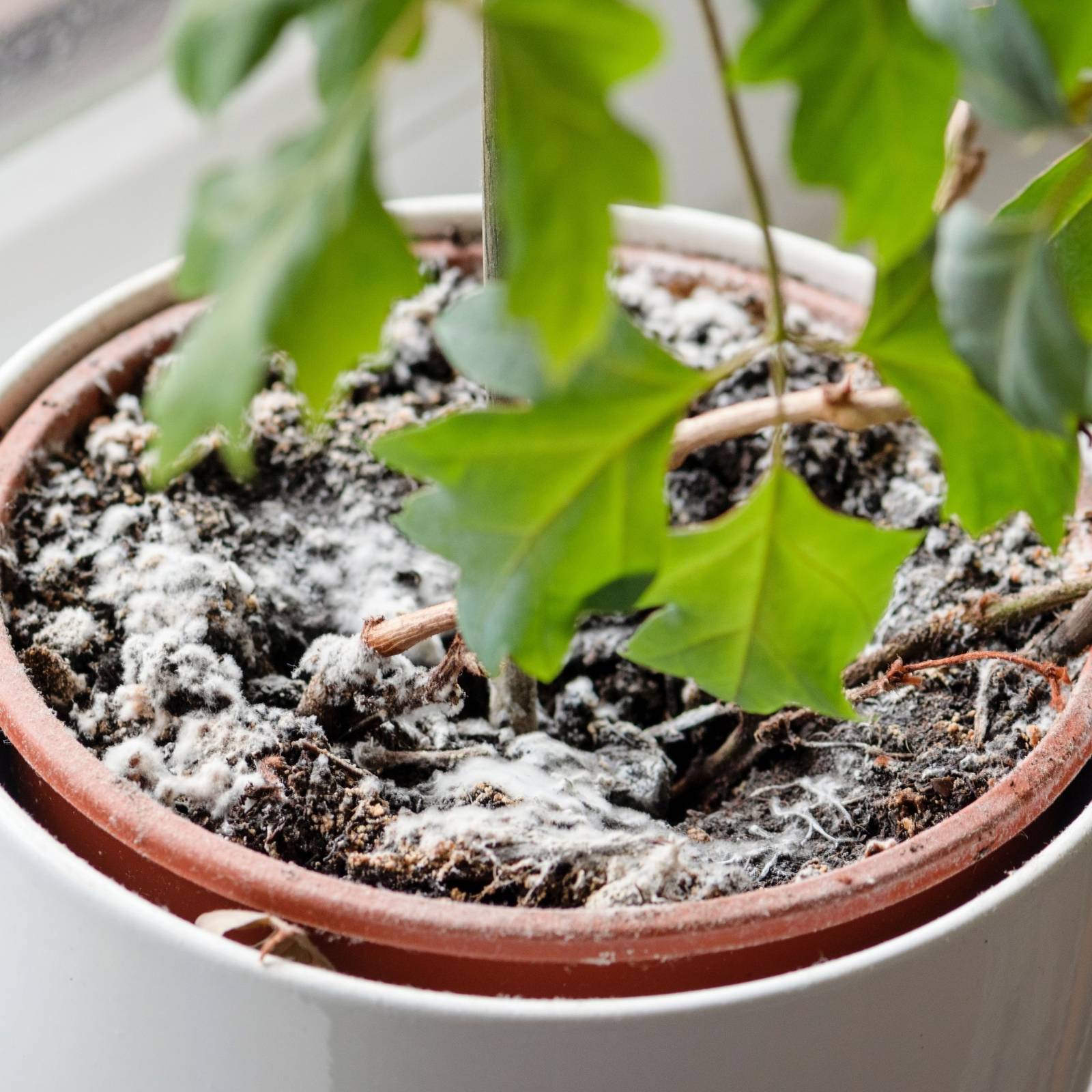 fake plants for bathroom Artificial in Pots Small Fake Plants for Bedroom Aesthetic Living Room –  Farmsgear main image 1