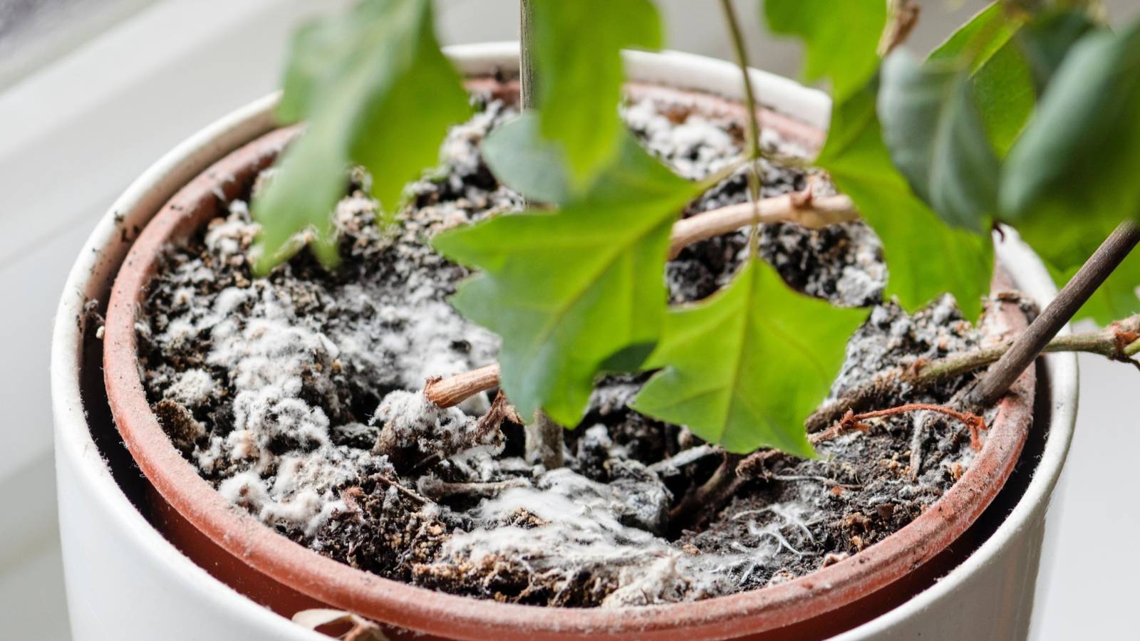 How To Get Rid of Mold in Houseplant Soil
